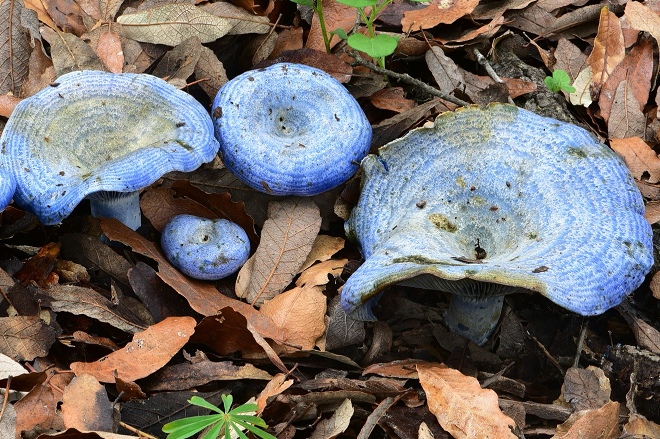 Млечник голубой: описание, где растет, фото гриба 