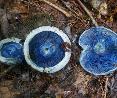 Млечник голубой: описание, где растет, фото гриба