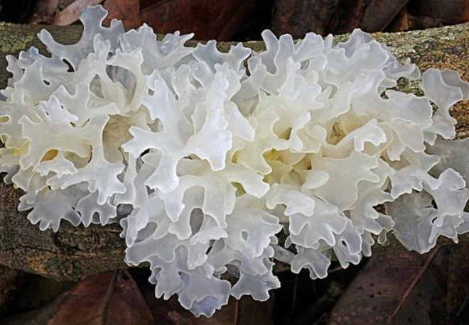 Китайские белые грибы: как называются, полезные свойства, как приготовить
