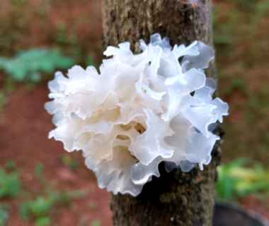 Китайские белые грибы: как называются, полезные свойства, как приготовить