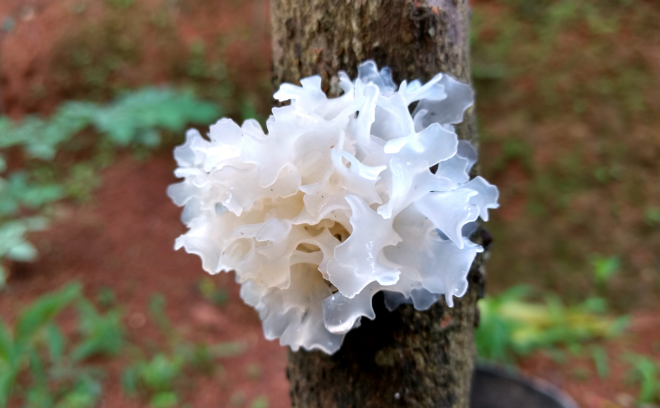Китайские белые грибы: как называются, полезные свойства, как приготовить
