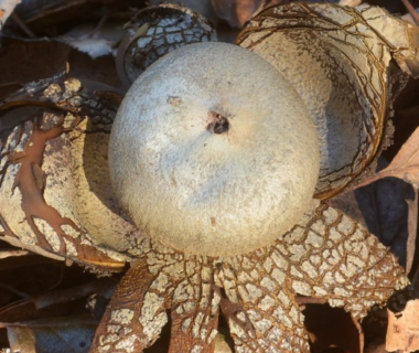 Звездчатка гигрометрическая: описание, где растет, польза гриба