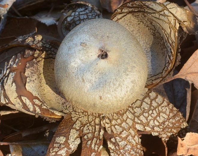 Звездчатка гигрометрическая: описание, где растет, польза гриба 